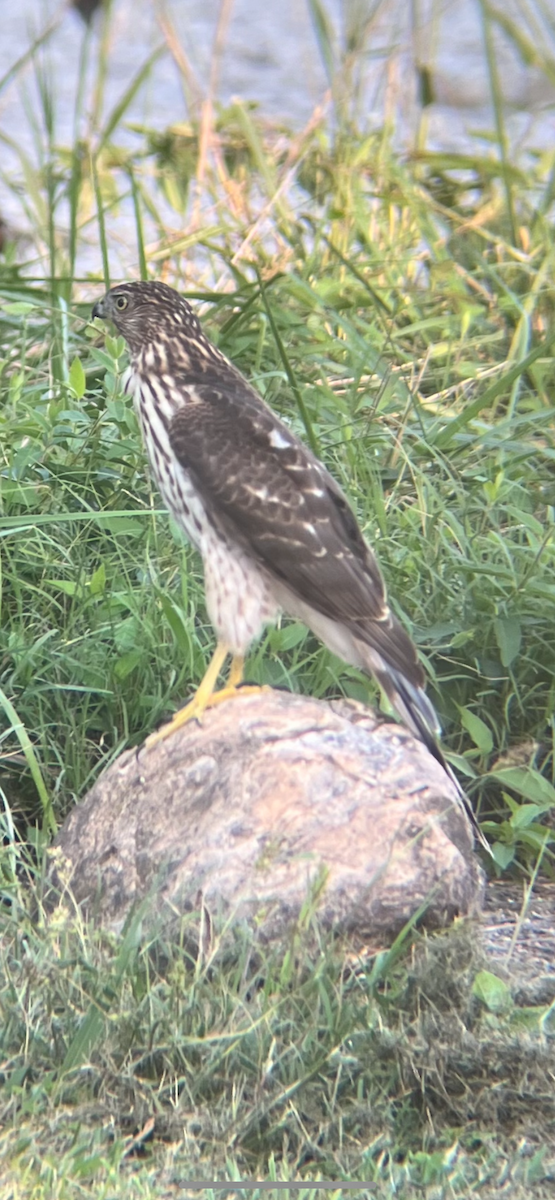 Cooper's Hawk - Ben Burnett