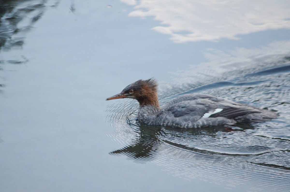 Common Merganser - ML624518106