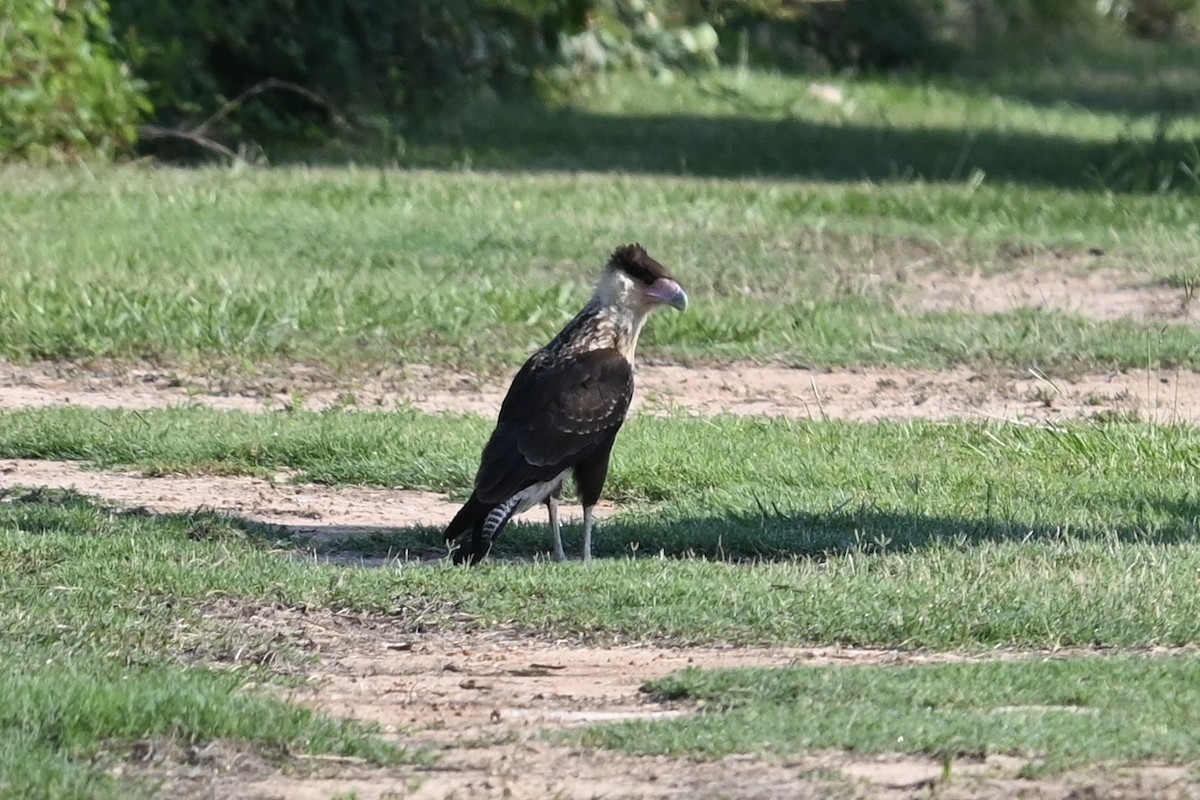 Crested Caracara - ML624518107