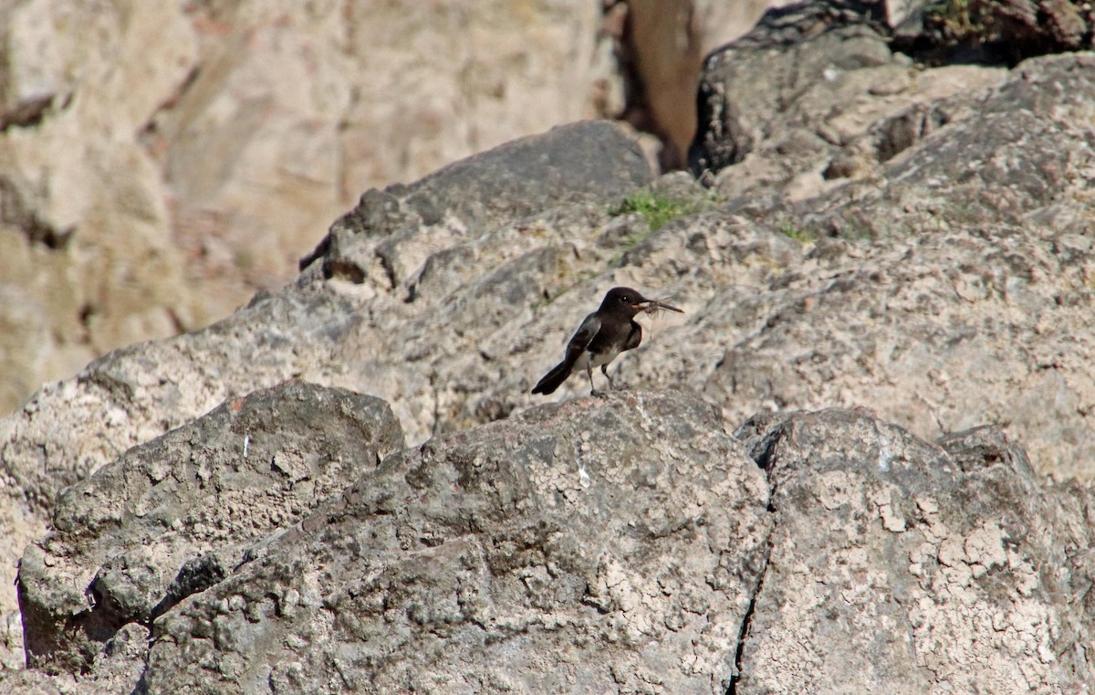 Black Phoebe - ML624518108