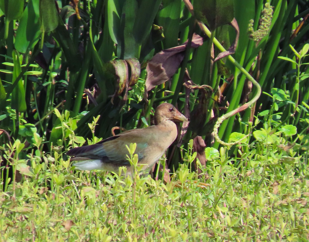 Purple Gallinule - ML624518109