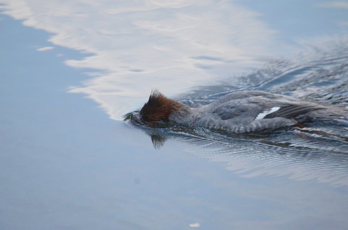 Common Merganser - ML624518110