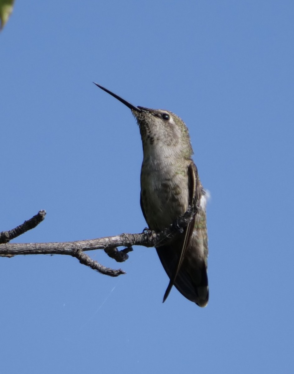 Anna's Hummingbird - ML624518111