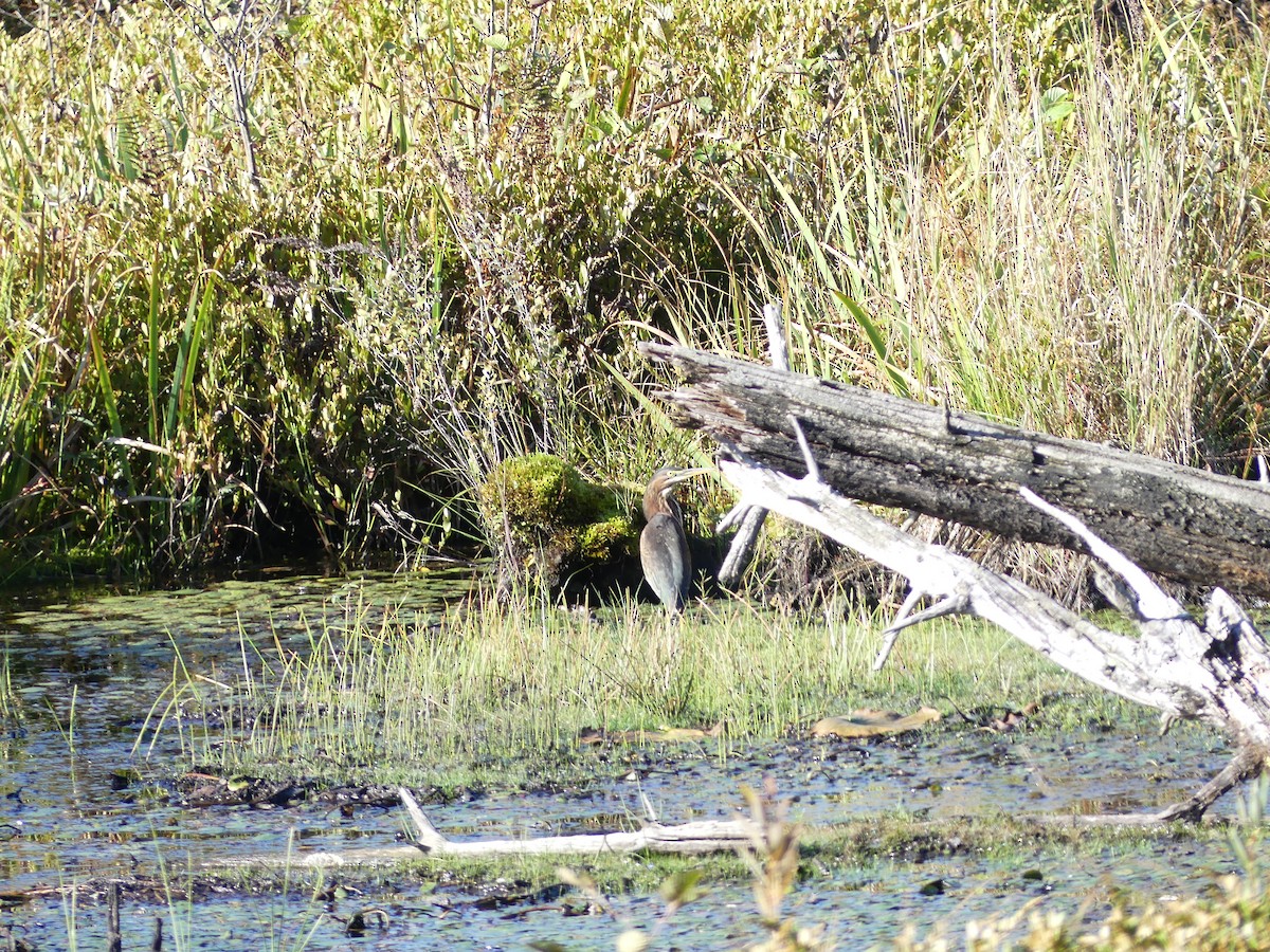 Green Heron - ML624518112