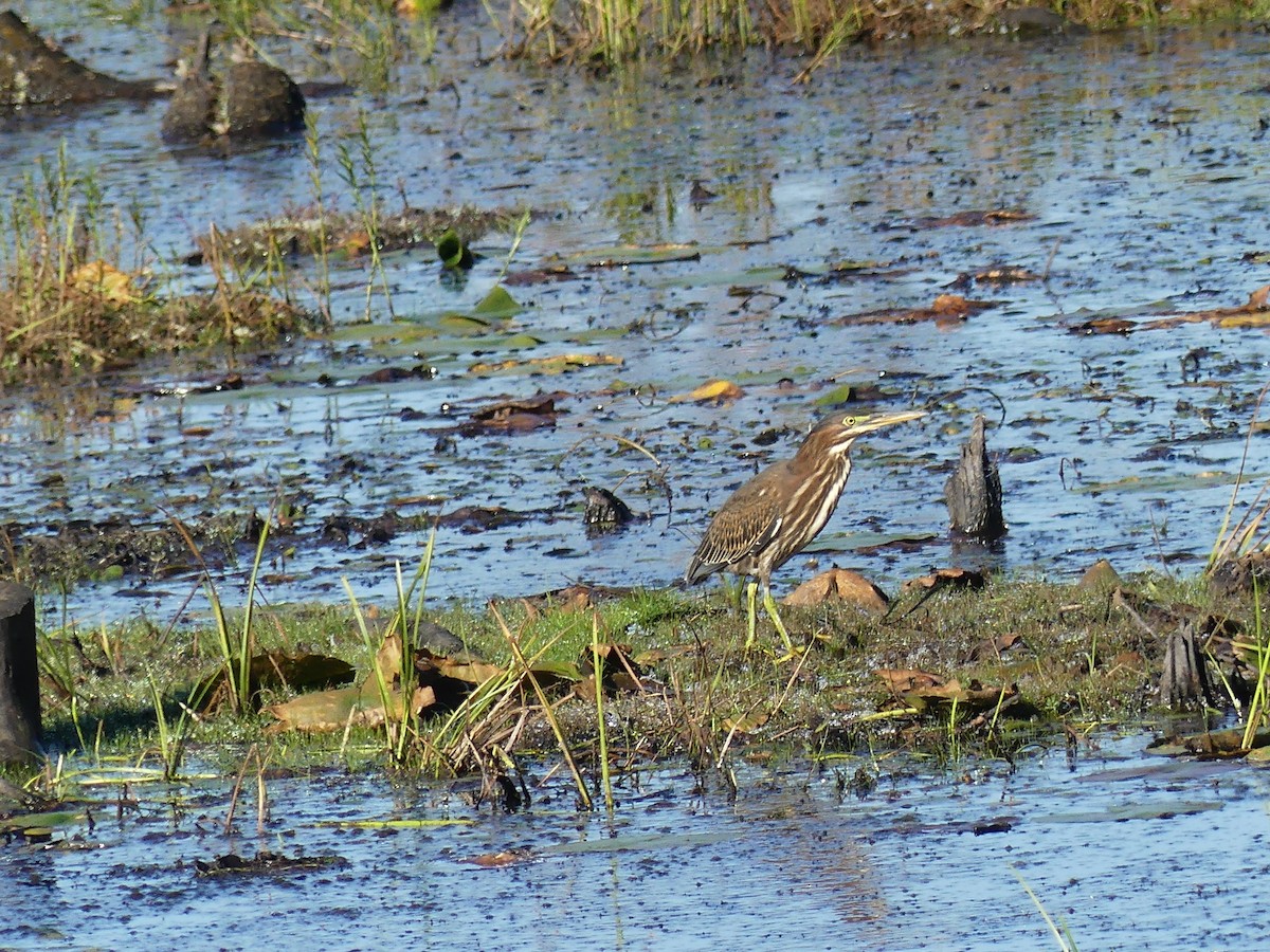 Green Heron - ML624518113