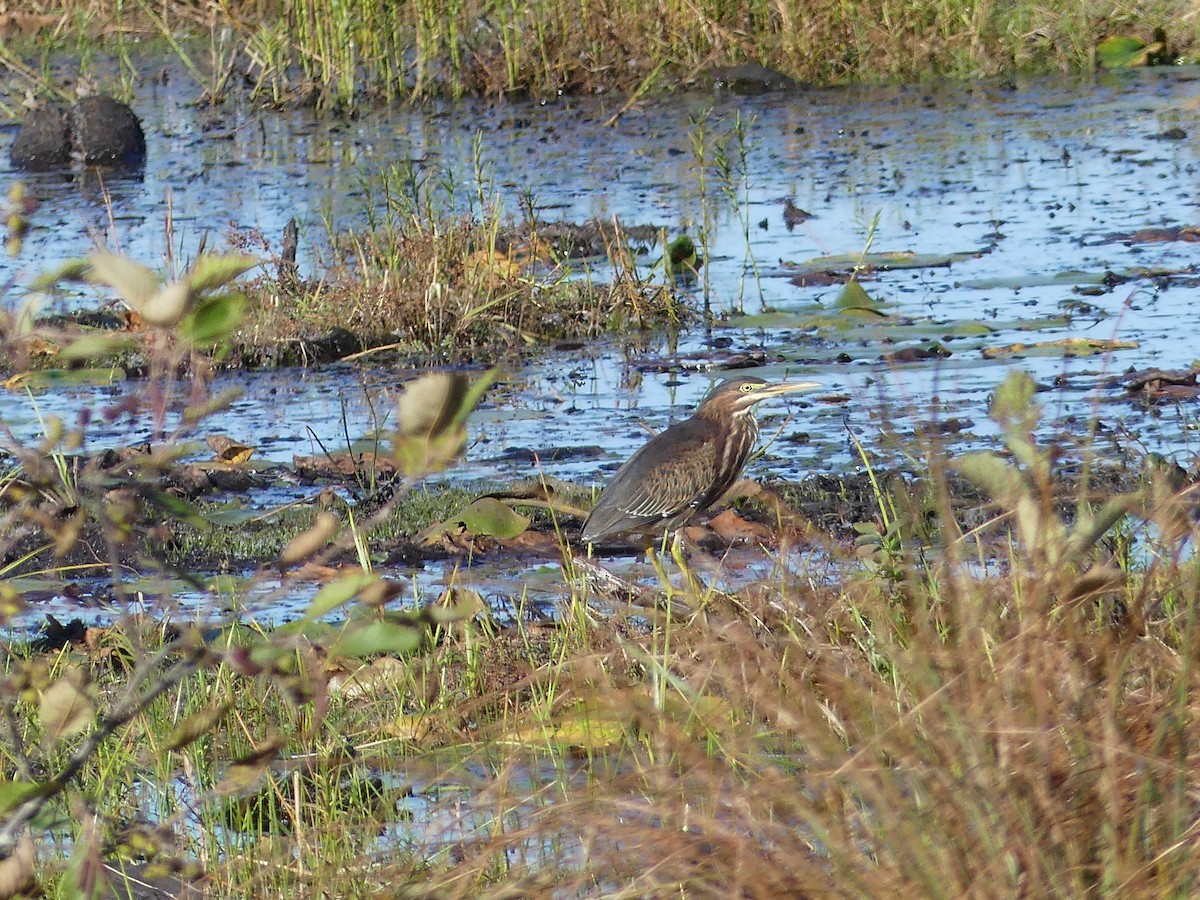 Green Heron - ML624518114