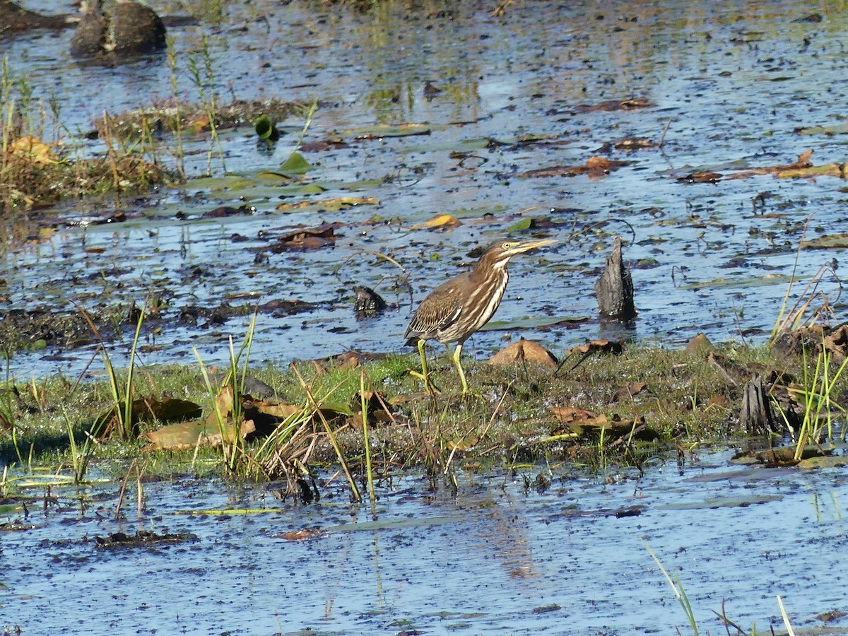 Green Heron - ML624518115