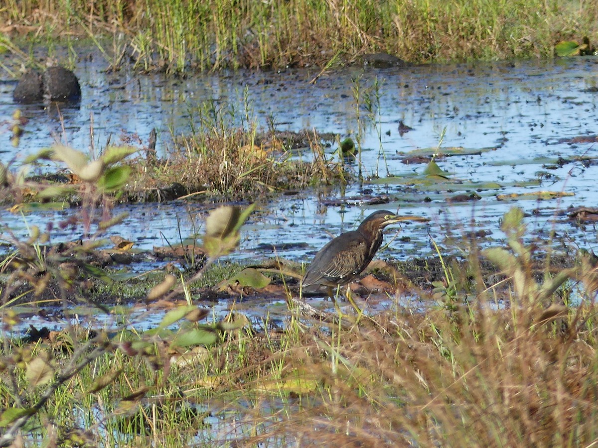 Green Heron - ML624518117