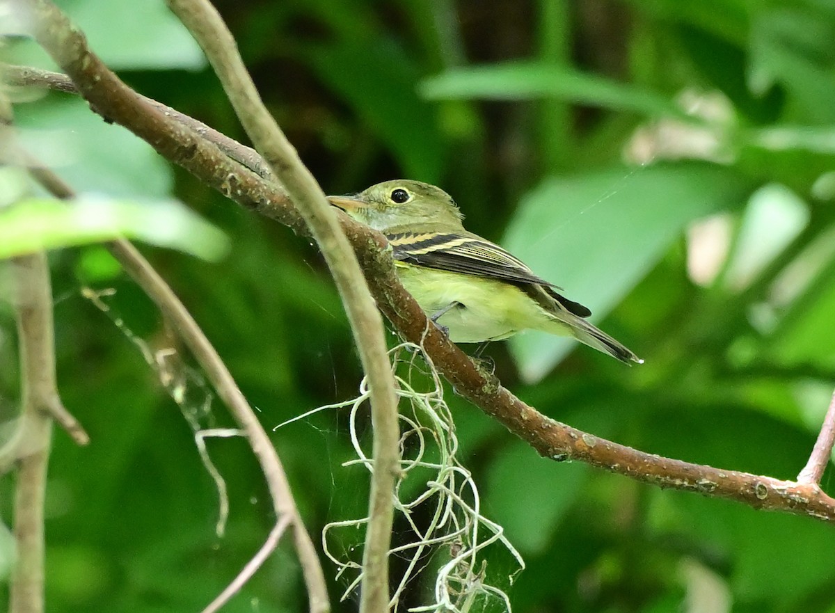 Acadian Flycatcher - ML624518119