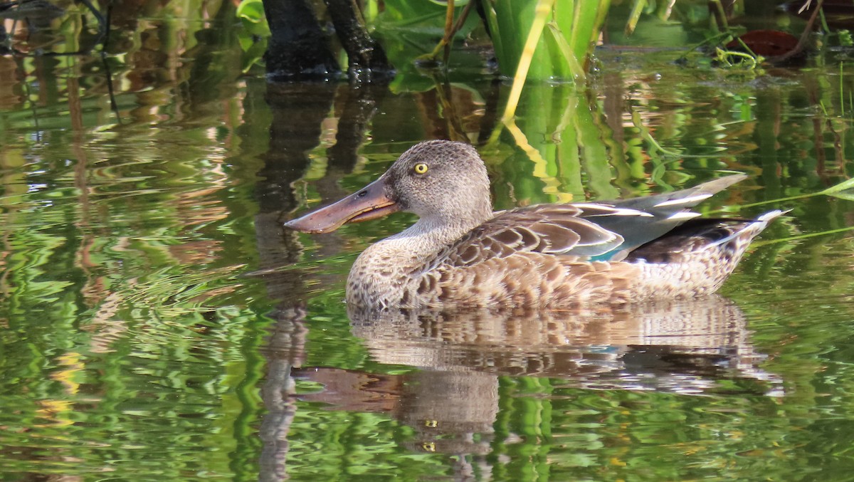 Northern Shoveler - ML624518170