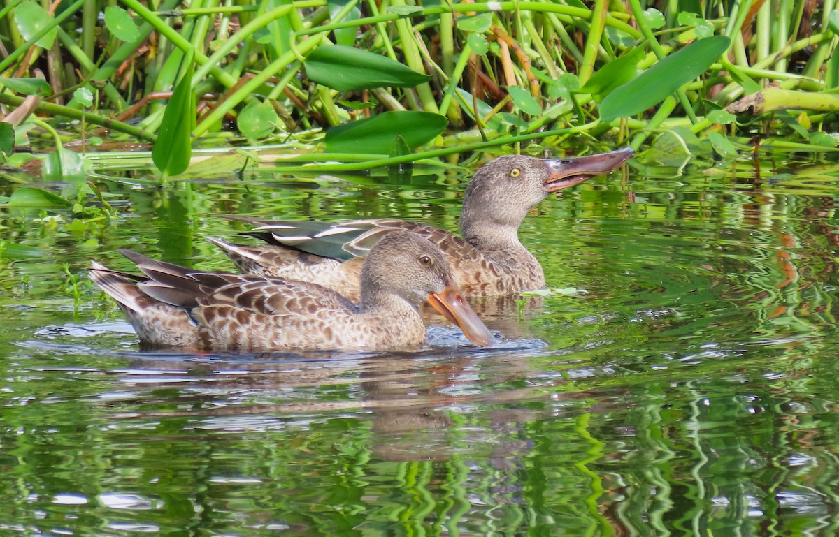 Northern Shoveler - ML624518171