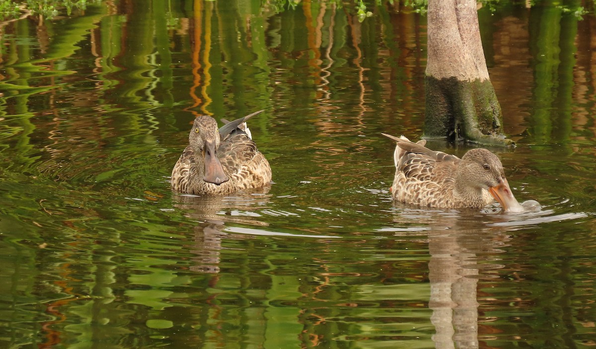 Northern Shoveler - ML624518172