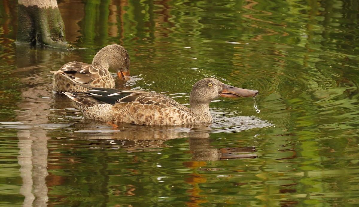 Northern Shoveler - ML624518173