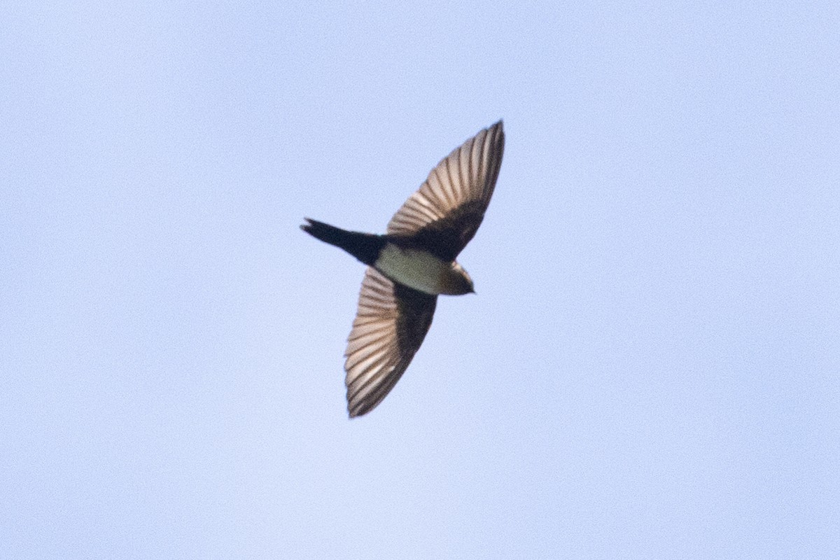 Pale-footed Swallow - ML624518192