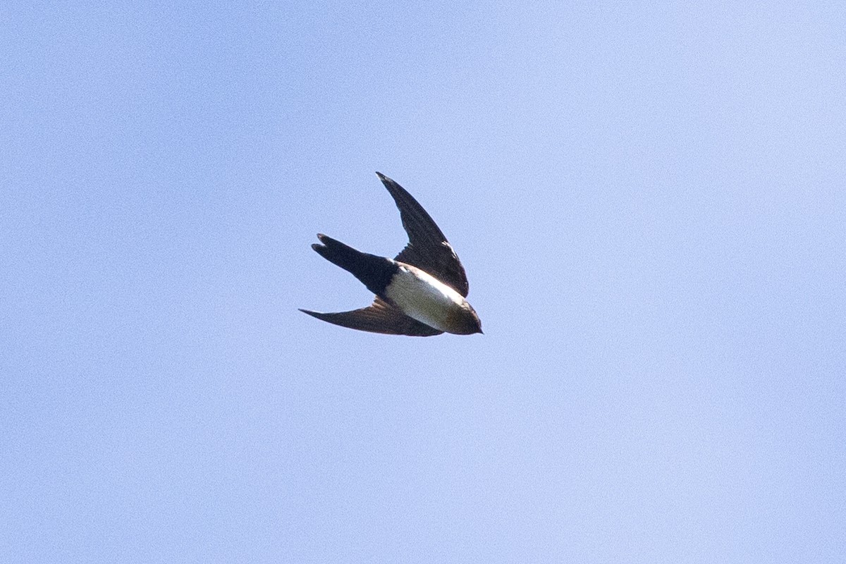 Pale-footed Swallow - ML624518193