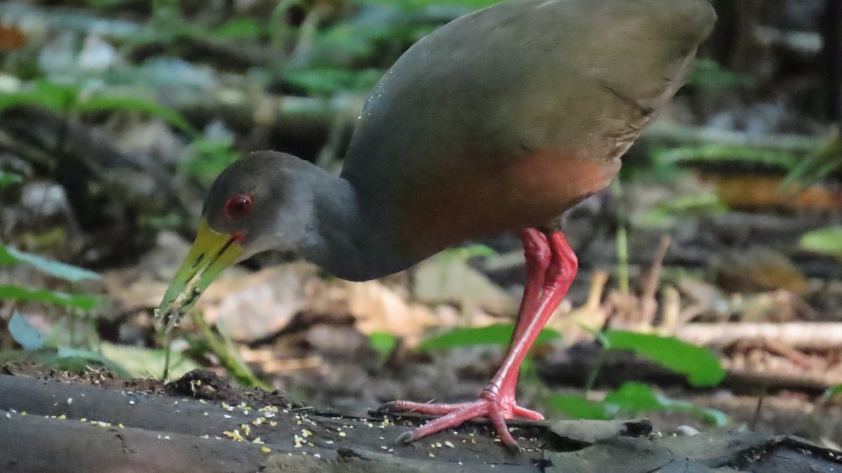 Gray-cowled Wood-Rail - ML624518304