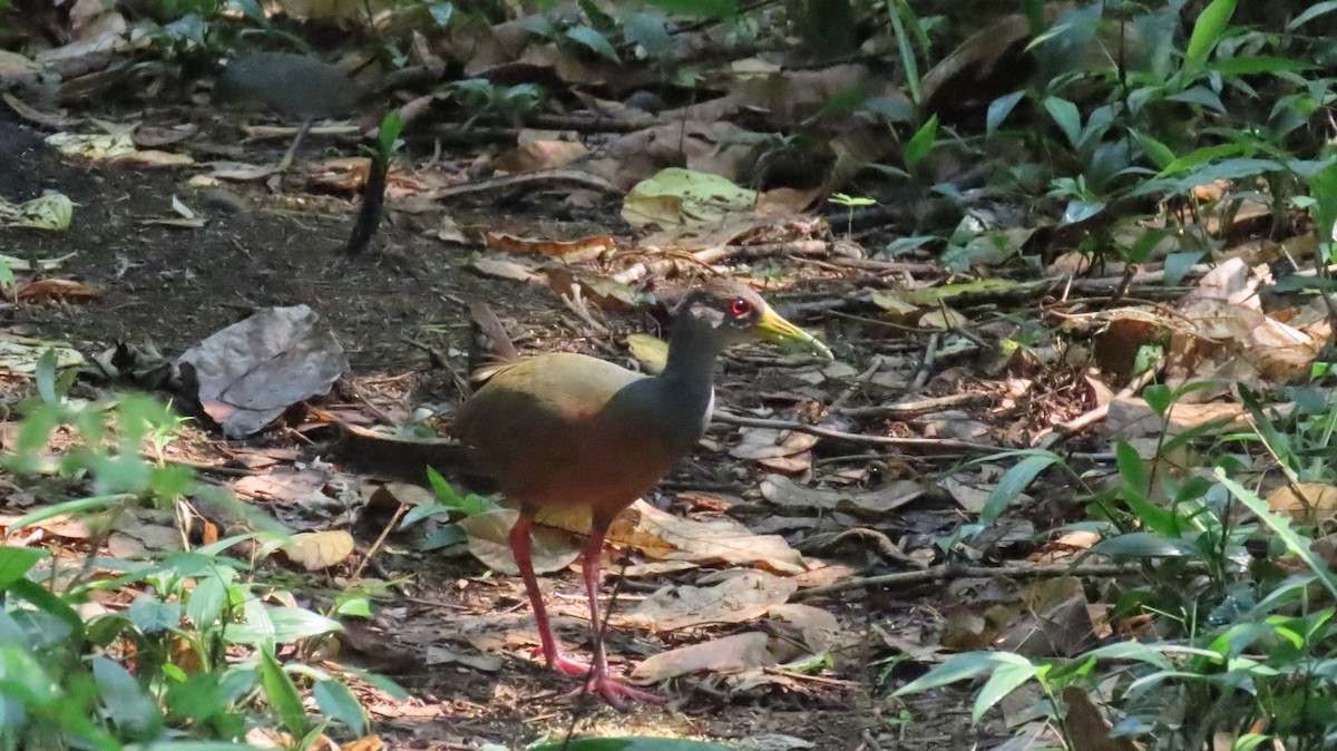 Gray-cowled Wood-Rail - ML624518305