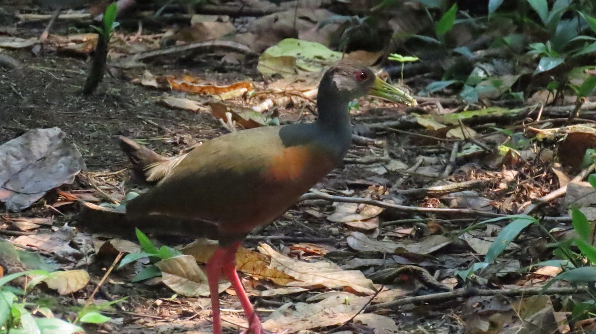 Gray-cowled Wood-Rail - Ann Kovich