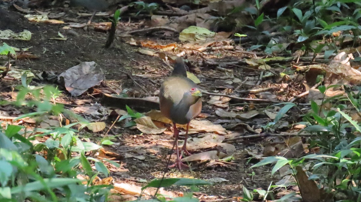 Gray-cowled Wood-Rail - ML624518307