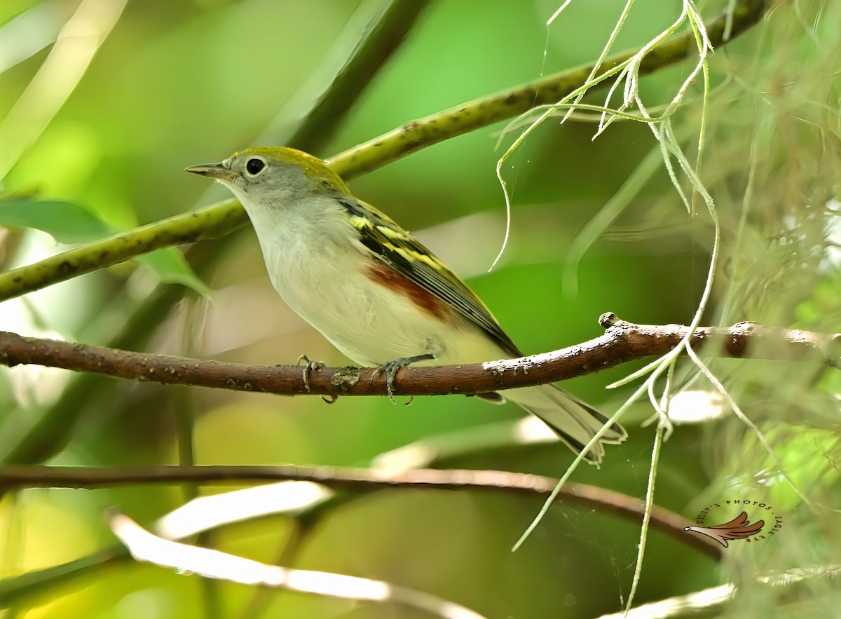 Chestnut-sided Warbler - ML624518367