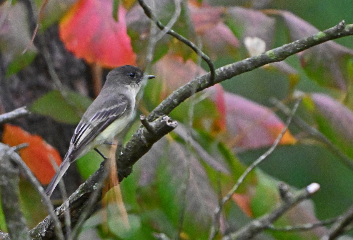 Eastern Phoebe - ML624518388