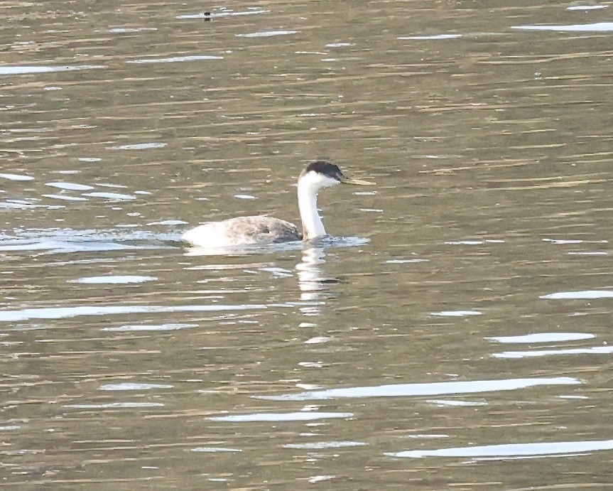 Western Grebe - ML624518442