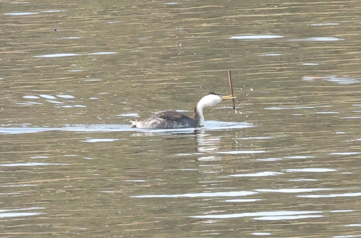 Western Grebe - ML624518445