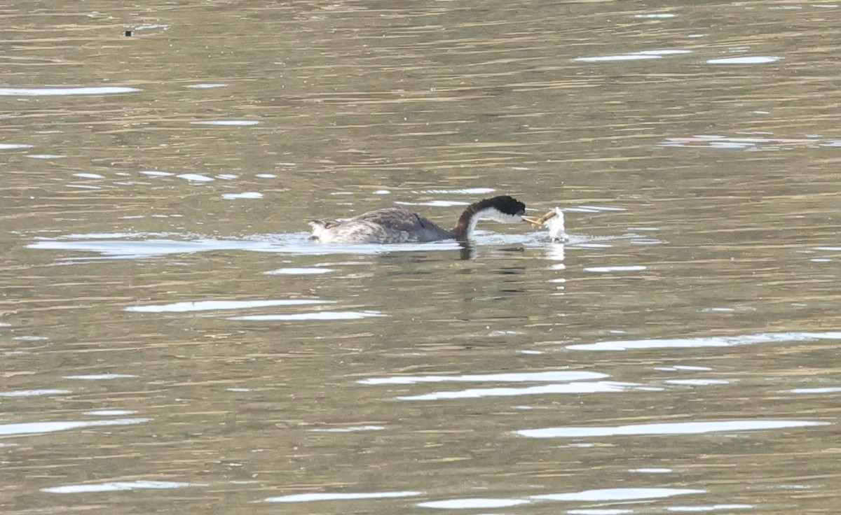 Western Grebe - ML624518455