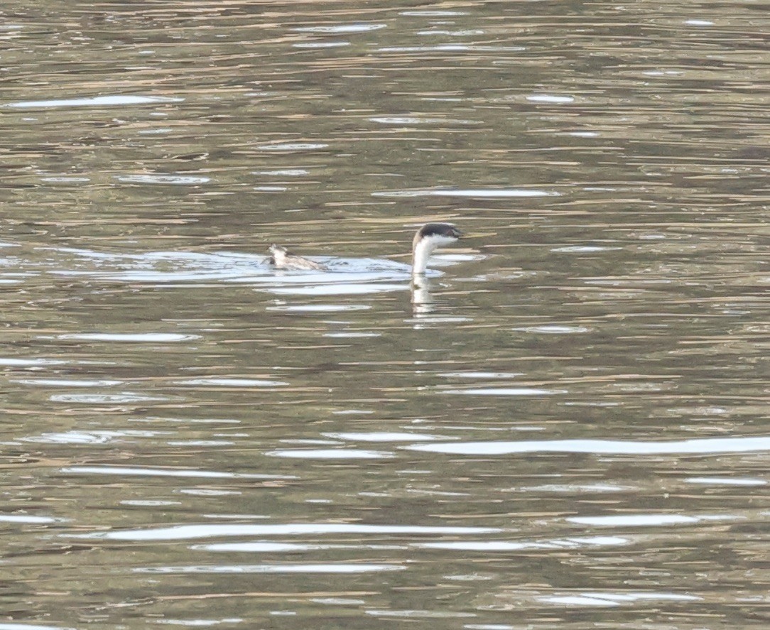 Western Grebe - ML624518460