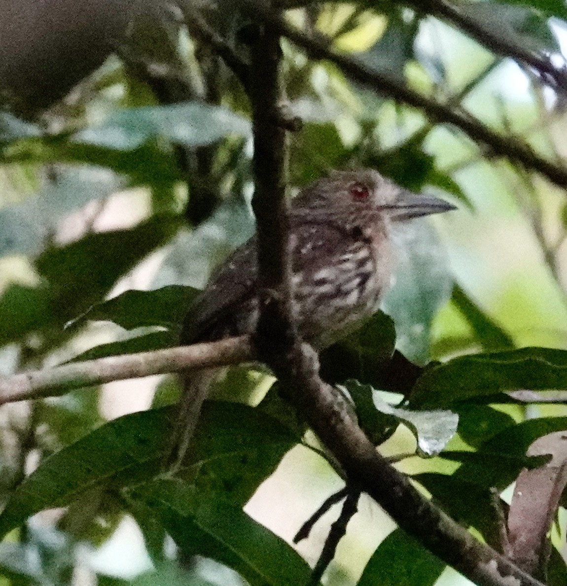 White-whiskered Puffbird - ML624518477