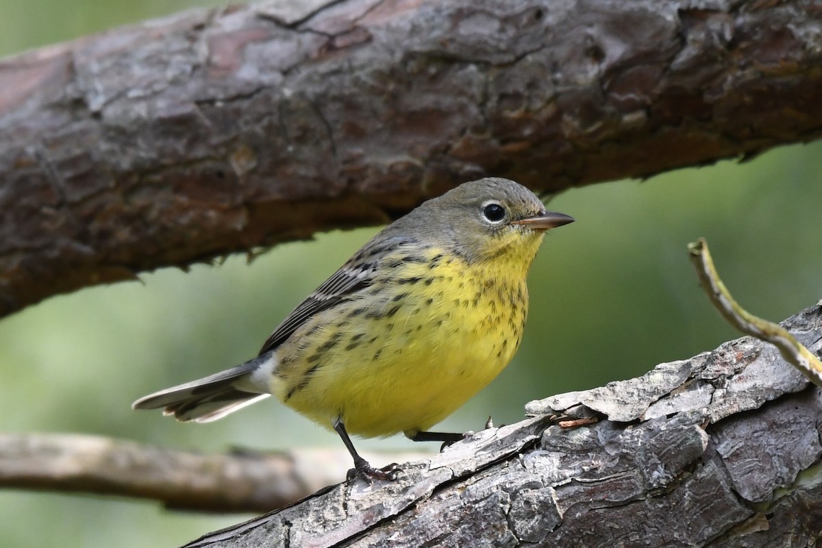 Kirtland's Warbler - ML624518520