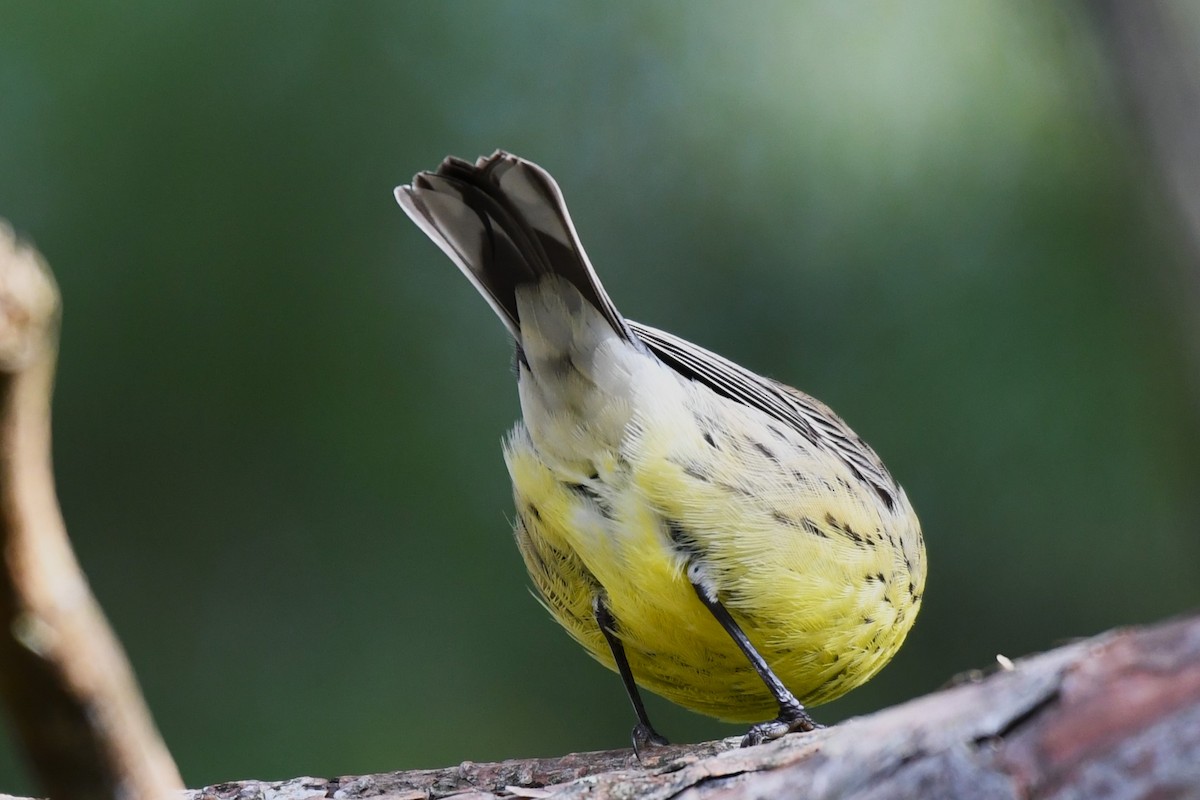 Kirtland's Warbler - Daniel Bailey