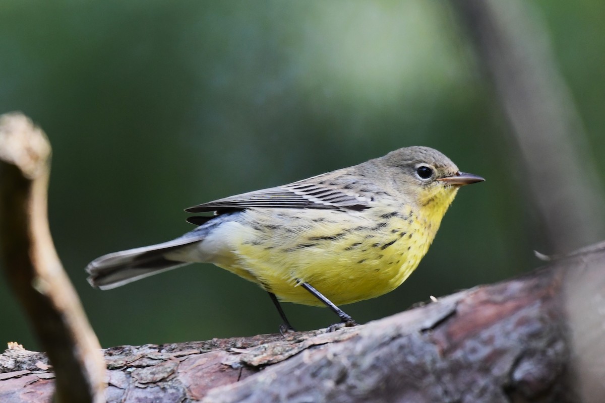 Kirtland's Warbler - ML624518522