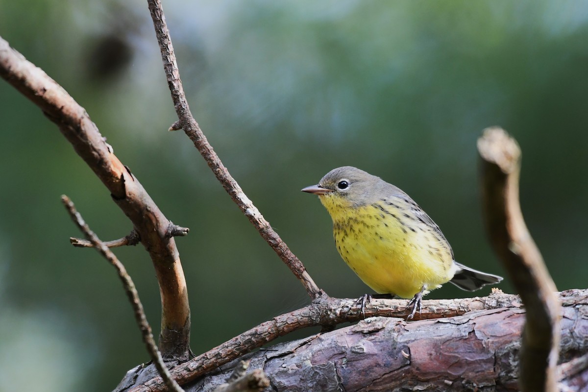 Kirtland's Warbler - ML624518523