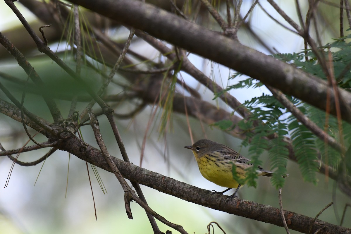 Kirtland's Warbler - ML624518524