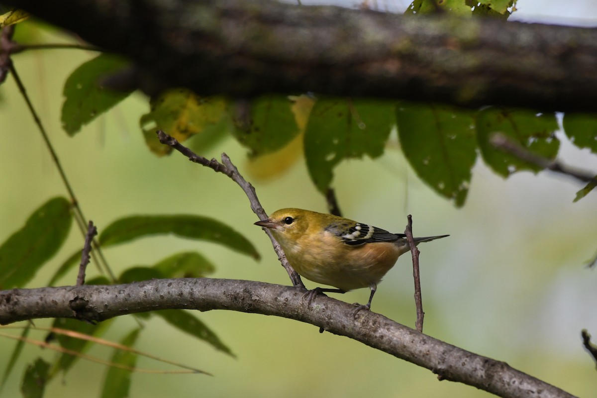 Bay-breasted Warbler - ML624518529