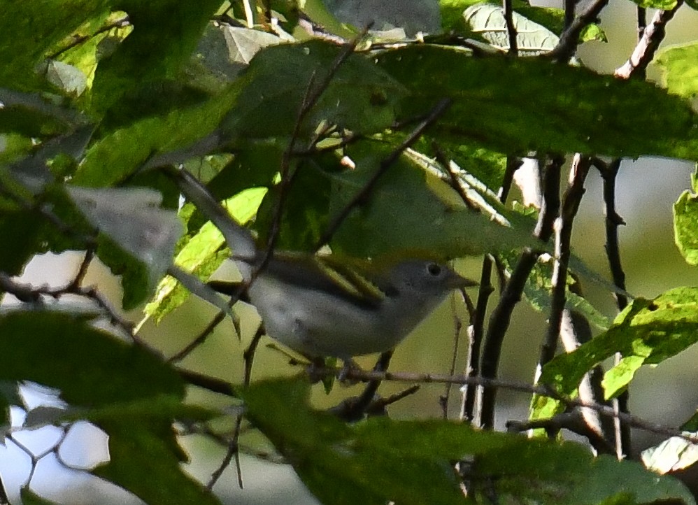 Chestnut-sided Warbler - ML624518538