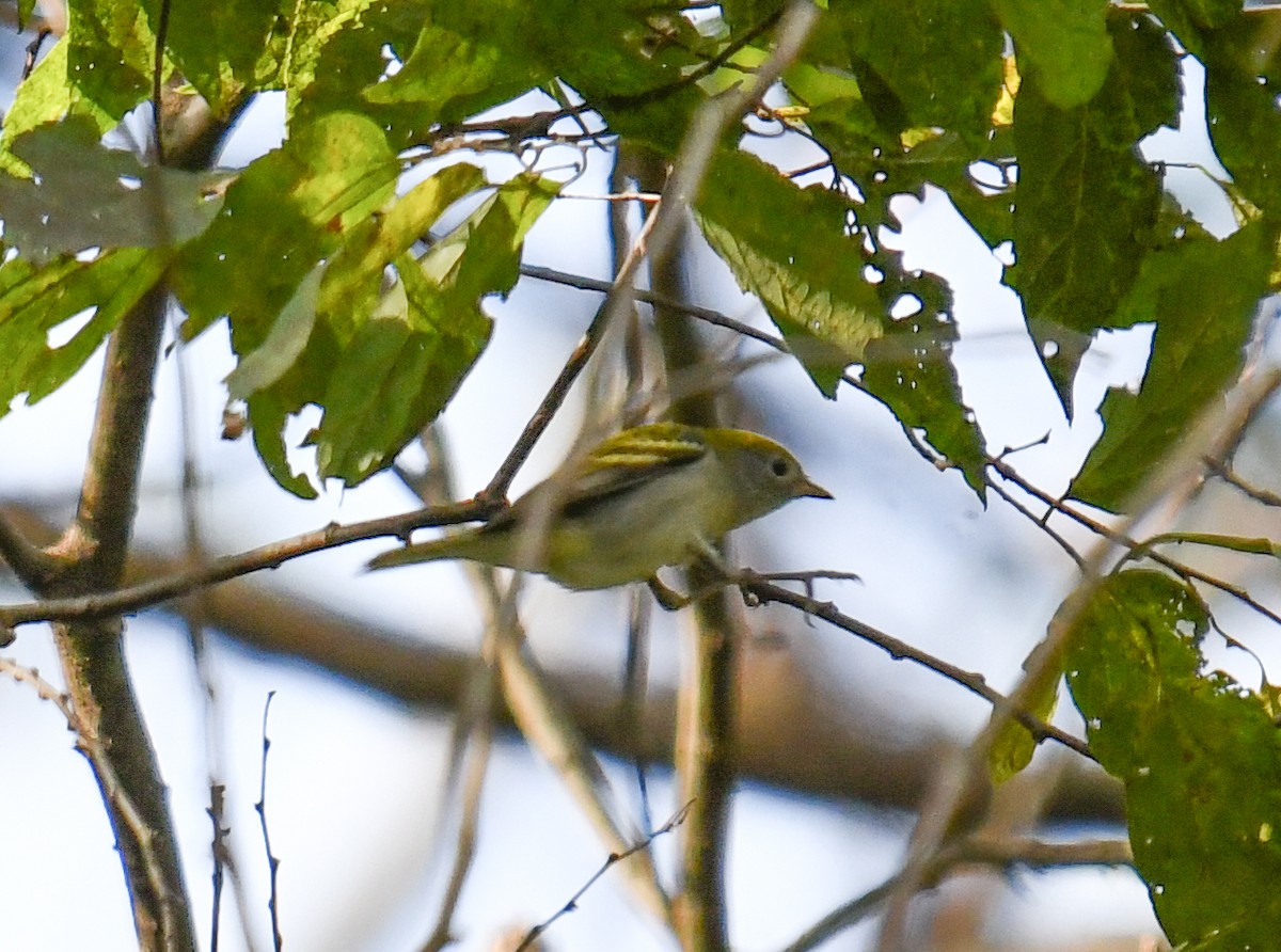 Chestnut-sided Warbler - ML624518539