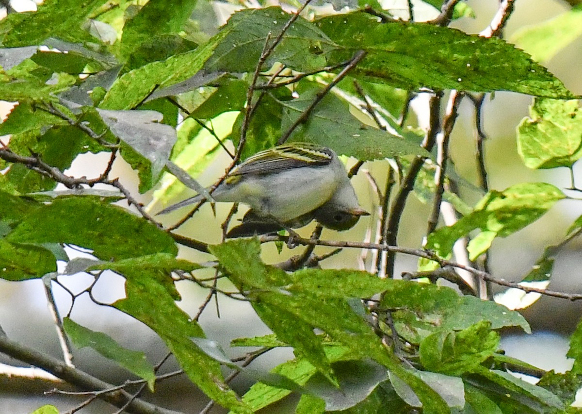 Chestnut-sided Warbler - ML624518540