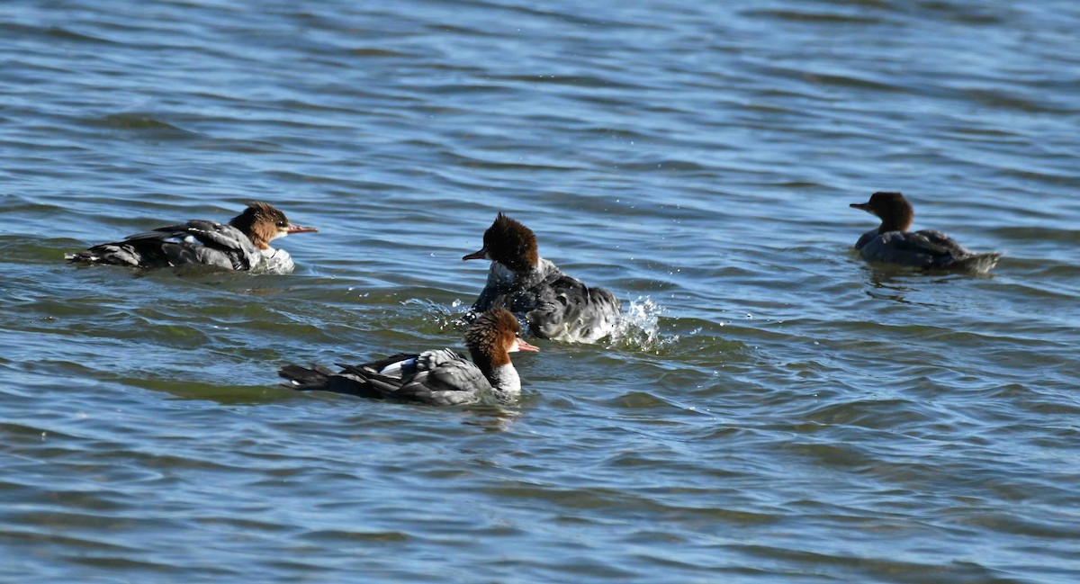 Common Merganser - ML624518541