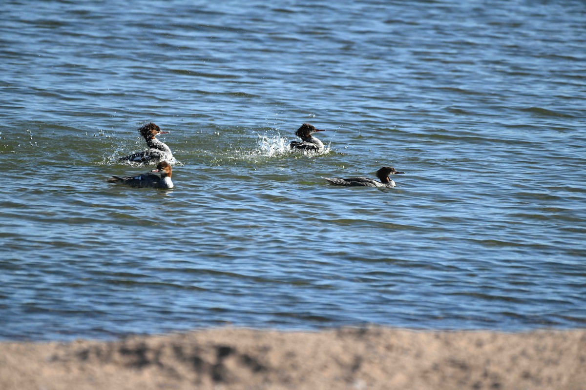 Common Merganser - ML624518543