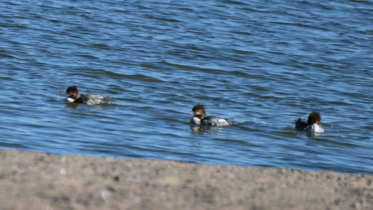 Common Merganser - ML624518544