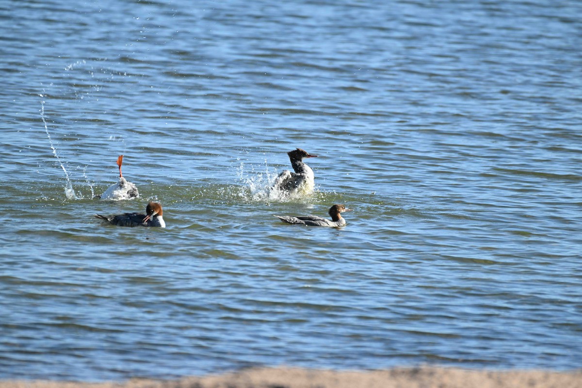 Common Merganser - ML624518545