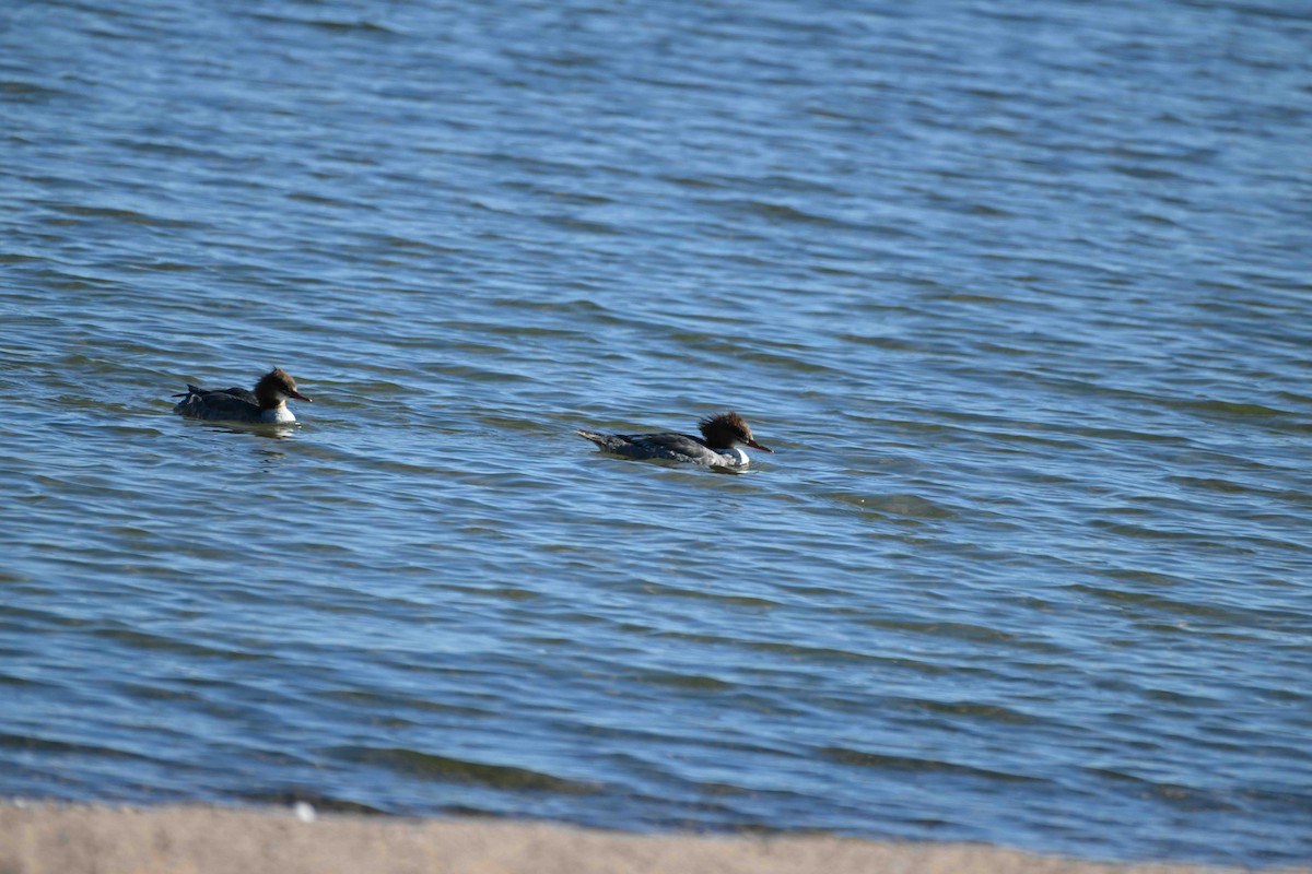 Common Merganser - ML624518546