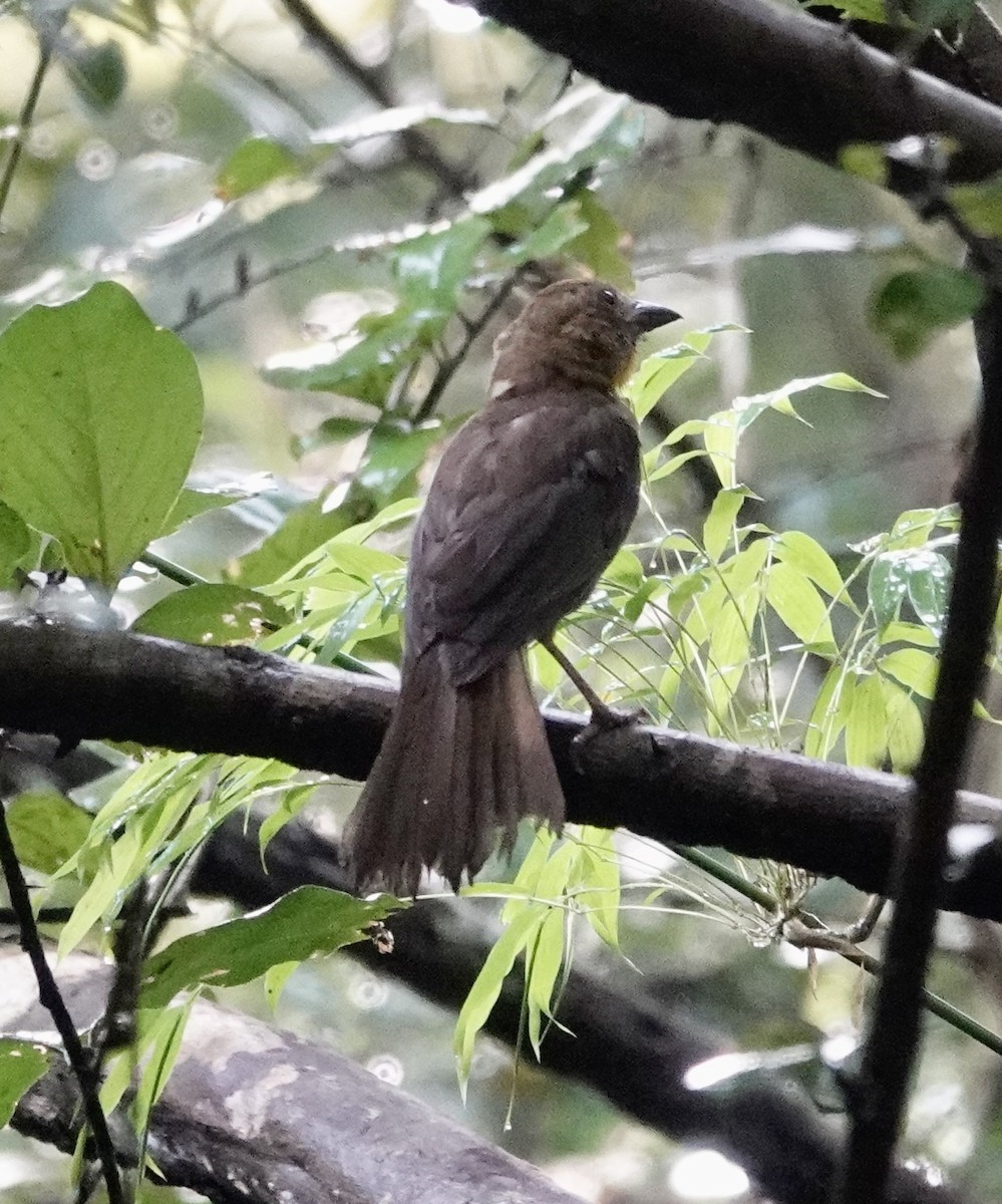 Rosy Thrush-Tanager - ML624518635