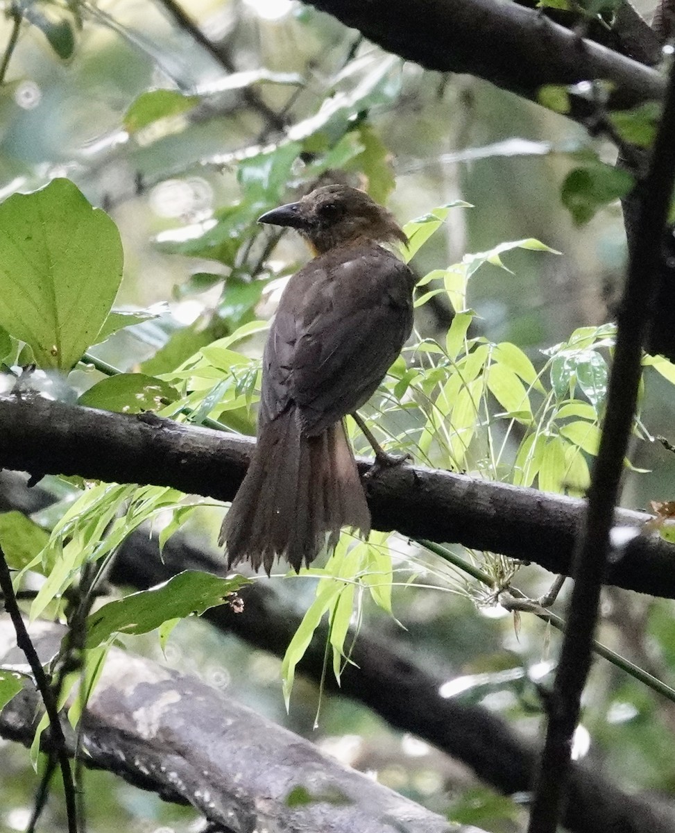 Rosy Thrush-Tanager - ML624518636