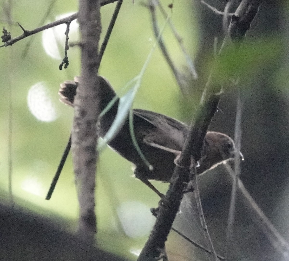 Rosy Thrush-Tanager - ML624518638