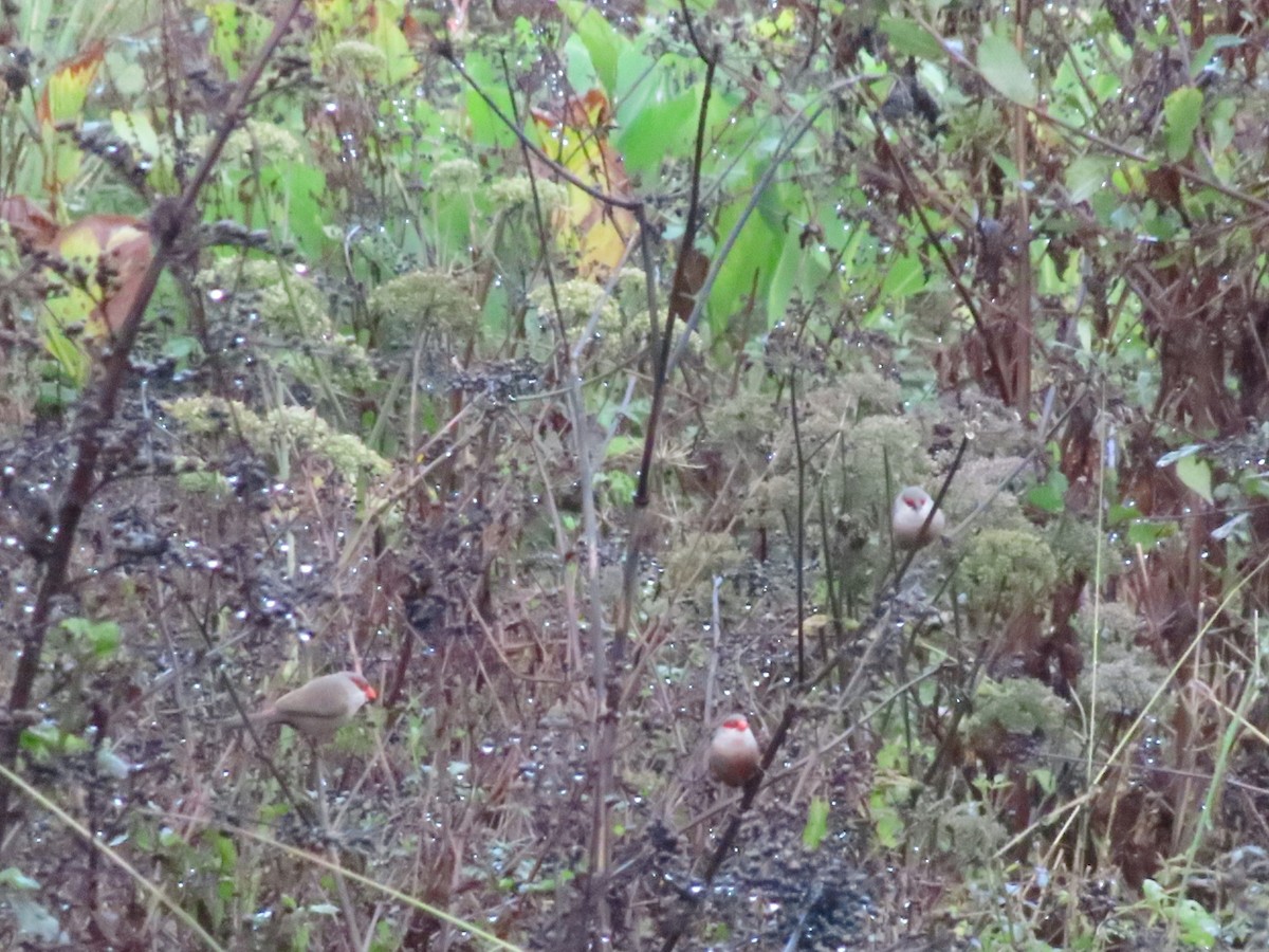 Common Waxbill - ML624518650