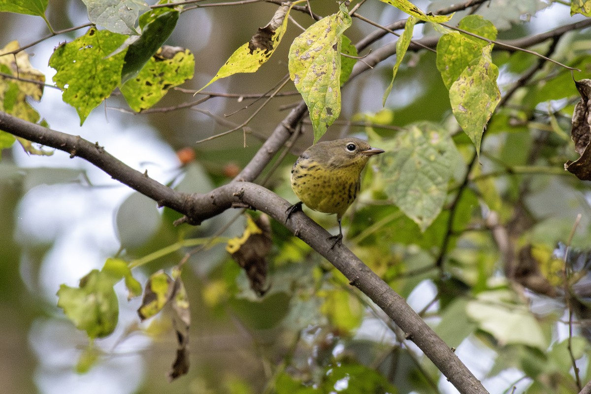 Kirtland's Warbler - ML624518674