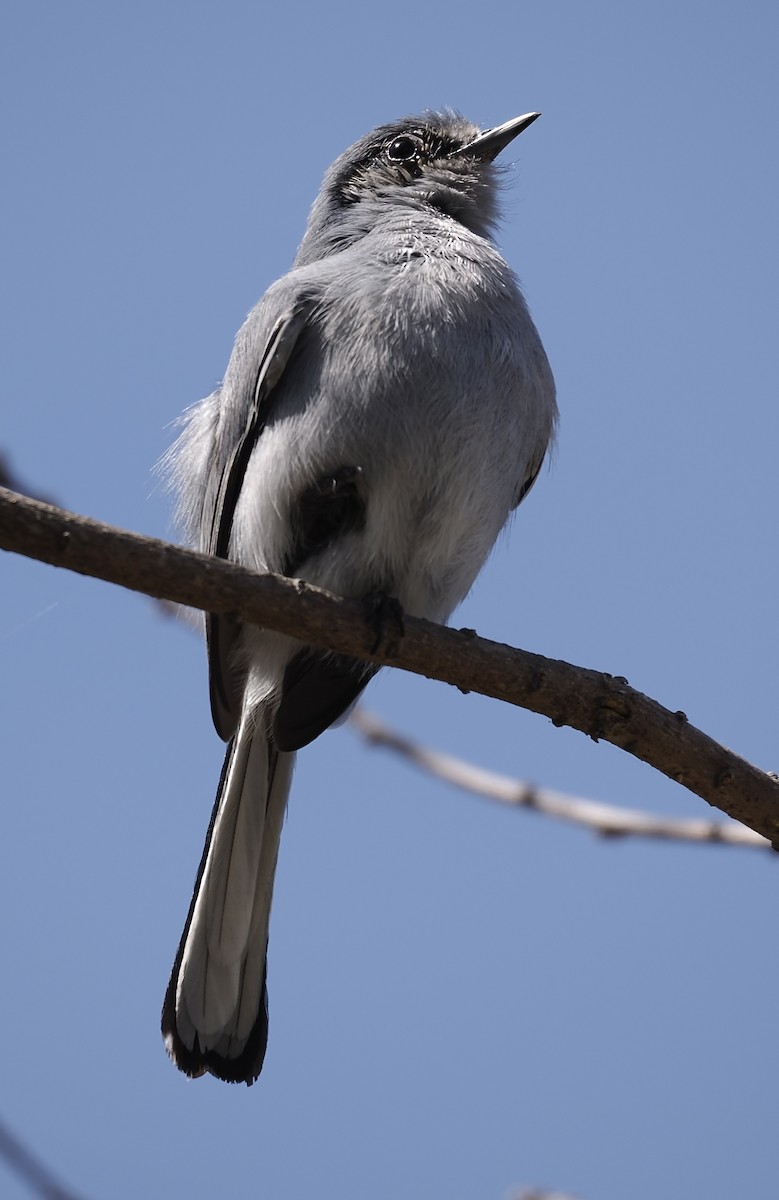 Masked Gnatcatcher - ML624518771